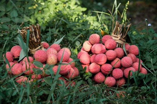 Giá vải thiều xuất Mỹ 40.000đ/kg, cam kết 5 năm liên tiếp