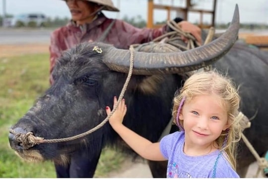 Foreign visitors flock to Hoi An for water buffalo experiences