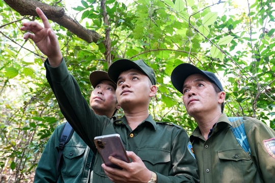 Nâng cao hiệu quả dịch vụ môi trường rừng