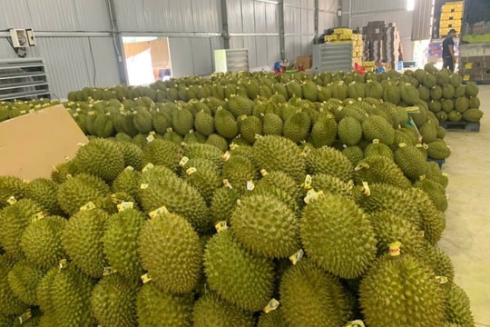 Giá sầu riêng hôm nay 12/5/2026 giảm nhẹ ở dòng Thái A