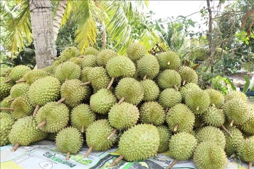 Giá sầu riêng Ri6 giảm còn 20.000 đồng mỗi kg khi xuất khẩu vướng rào cản kiểm dịch