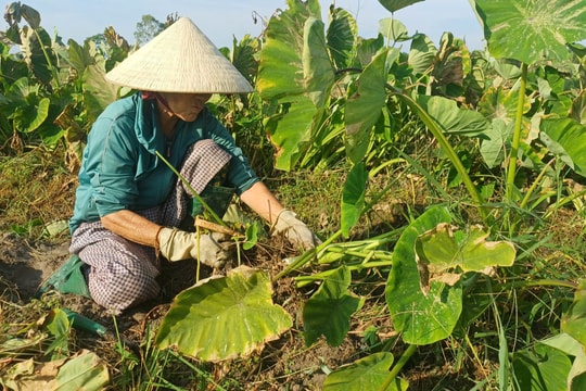 Hiệu quả trồng môn hương trên đất lúa