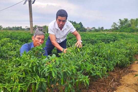 Bài toán đầu ra cho cây ớt Bồ Bản
