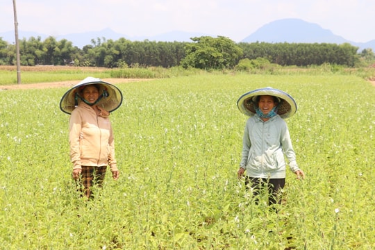 Khẳng định chất lượng nông sản từ quy trình hữu cơ