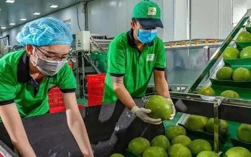 Bưởi và chanh Việt Nam xuất khẩu chính ngạch sang Trung Quốc theo Nghị định thư mới