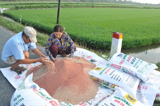 Giá phân bón hôm nay 18/5/2026: Cẩm nang chọn phân bón tiết kiệm cho nông dân