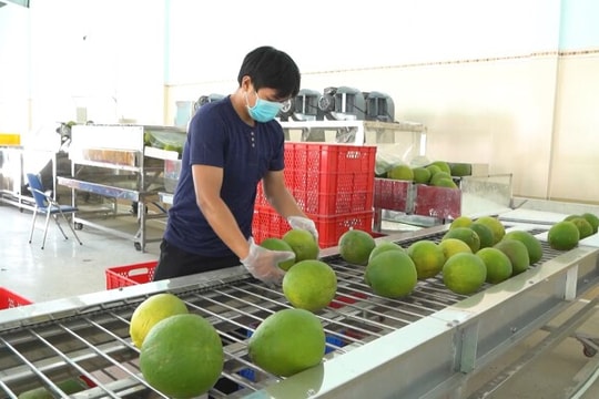 Bưởi Việt Nam xuất khẩu chính ngạch sang Trung Quốc, mục tiêu đạt 500 triệu USD năm 2024