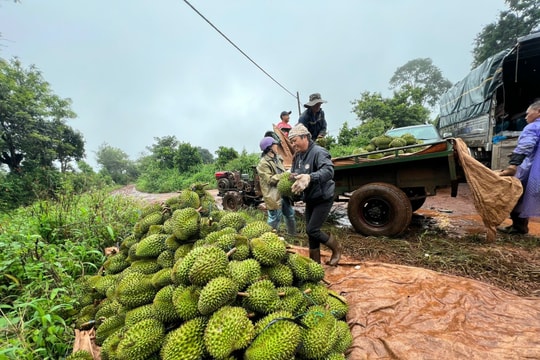 Giá sầu riêng hôm nay 20/5/2026: Cao điểm thu hoạch tại Đồng Tháp