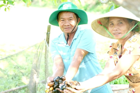 Đánh thức đất khó bằng nghề nuôi ốc