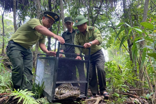 Đà Nẵng tăng cường bảo vệ động vật hoang dã, ngăn chặn săn bắt và phóng sinh sai cách