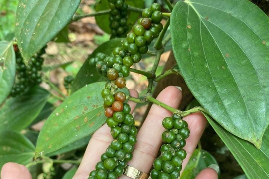 Giá tiêu hôm nay 20/5/2026: Xuất khẩu Việt Nam giảm 25,4% nửa đầu tháng 5