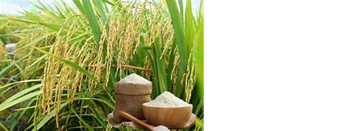 Giá lúa tại Đồng bằng sông Cửu Long tăng đến 400 đồng/kg ngày 20/5