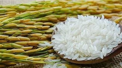 Giá lúa tươi ngày 20/5 tăng đến 400 đồng/kg tại Đồng bằng sông Cửu Long