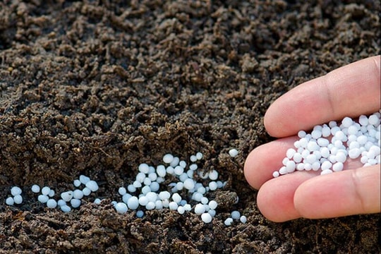Giá phân bón hôm nay 21/5/2026: Ure Cà Mau giữ mốc 690.000 đồng/bao