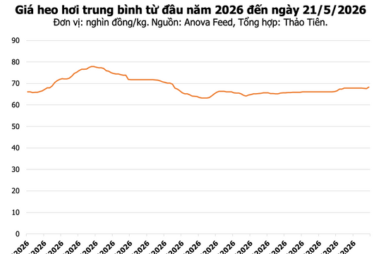 Giá heo hơi hôm nay 21/5: Hưng Yên và Đồng Nai chạm ngưỡng 70.000 đồng/kg