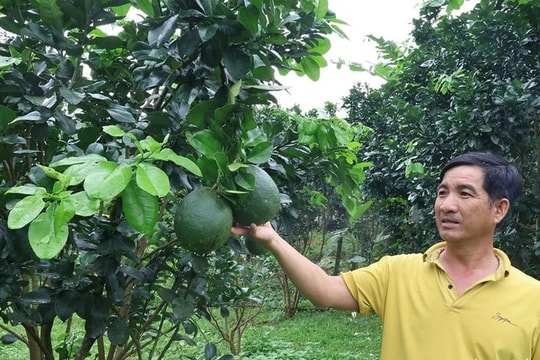 “Hoa trên đá”, rồi nở về đâu?