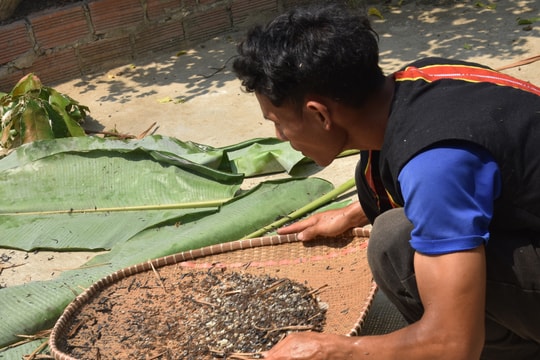 Món ngon dân dã từ kiến