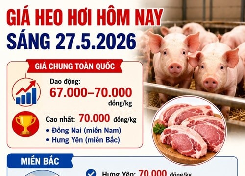 Giá heo hơi hôm nay 27/5: Đồng Nai và Hưng Yên giữ mức 70.000 đồng/kg