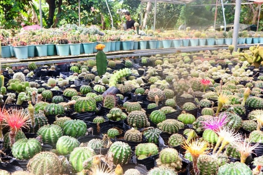 Khởi nghiệp với xương rồng