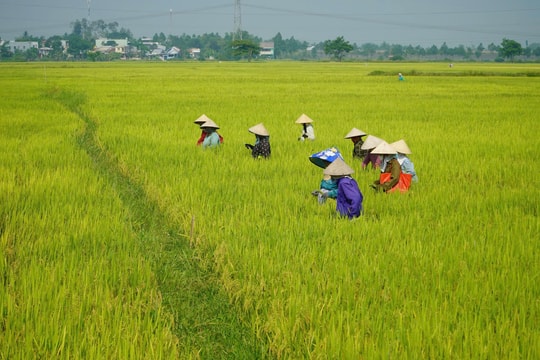 Liên kết làm nông
