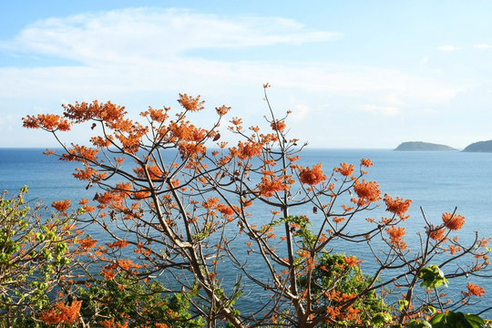 Hồn cây nơi xứ đảo