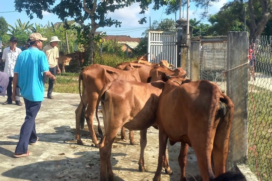 Xã Thăng Bình trao 28 con bò cái giống cho hộ nghèo chăn nuôi