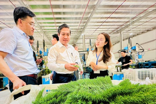 Khánh thành Nhà máy Aurio Greenery tại Khu công nghiệp Bắc Chu Lai