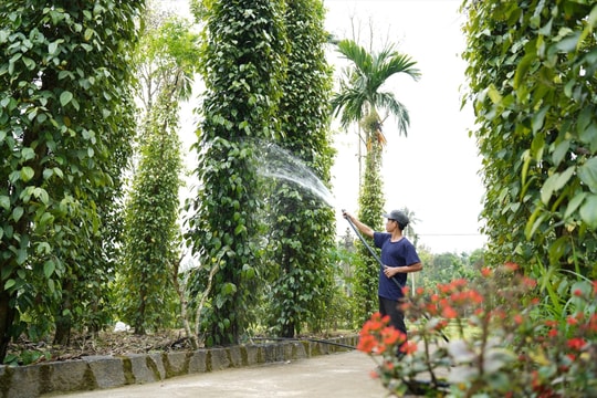 Cơ hội mới cho tiêu Tiên Phước