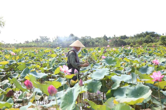 Xanh hóa đất bỏ hoang