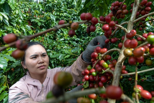 Giá cà phê hôm nay 5/6/2026 dao động 85.300 - 86.000 đồng/kg