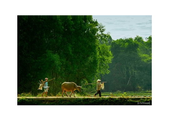 Bâng quơ khói nắng