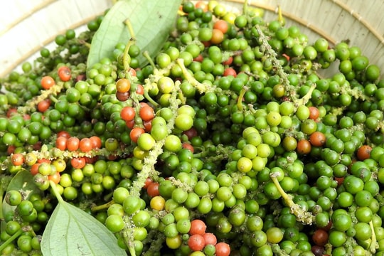 Giá tiêu hôm nay 11/6/2026: Thị trường đi ngang, chờ động lực mới