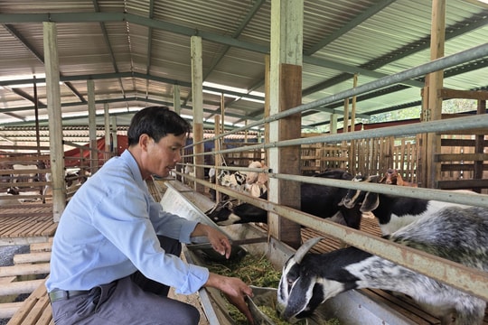 Những “CEO chân đất” giữ đất vùng ven