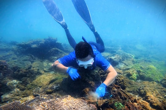 Da Nang beaches become hub for swimming, freediving communities