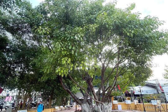 Còn cây, còn hồn xứ Quảng