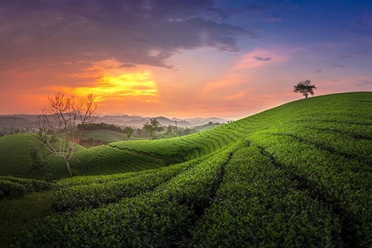 Thị tứ