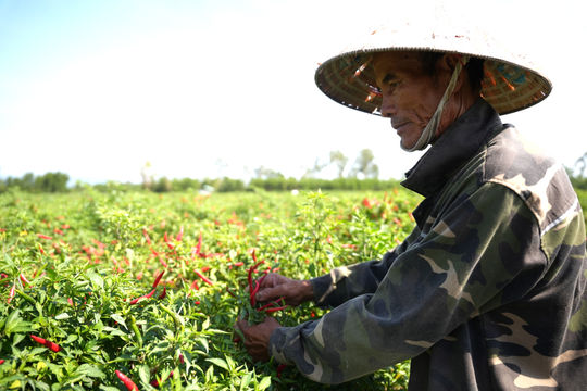 Liên kết sản xuất ớt ở Thăng Bình