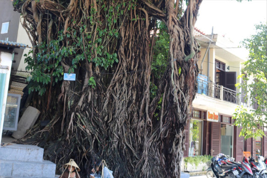 Bóng đa nơi phố Hội