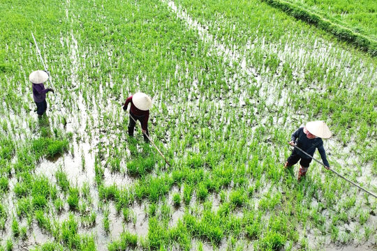 Hợp tác xã liên kết sản xuất để phát triển bền vững