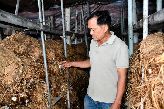Kinh tế tuần hoàn trong làm nấm
