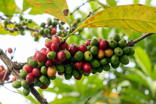 Nỗ lực bảo vệ tương lai cà phê trước biến đổi khí hậu