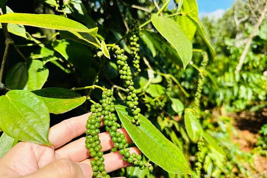 Giá tiêu hôm nay 7/7/2026: Thị trường lặng sóng, giá cao nhất 135.000 đồng/kg