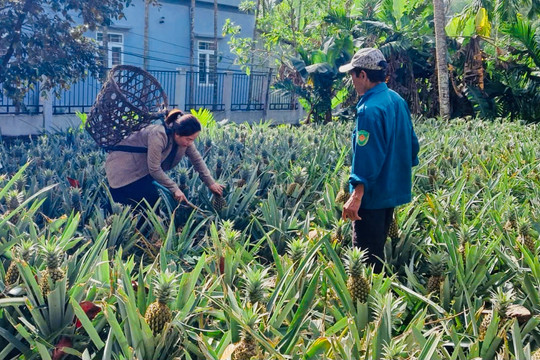 Nâng cao thu nhập từ cây dứa
