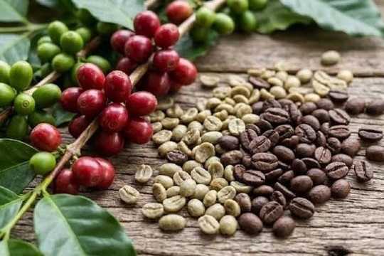 Giá tiêu hôm nay 9/7/2026: Giá thu mua lên cao nhất 136.000 đồng/kg, nguồn cung toàn cầu thu hẹp