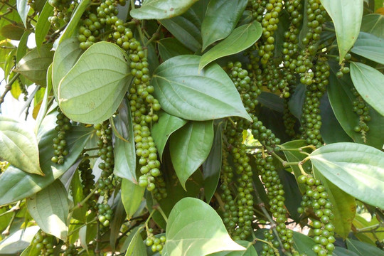 Giá tiêu hôm nay 13/7/2026: Giá trung bình 139.200 đồng/kg, nguồn cung toàn cầu tiếp tục căng