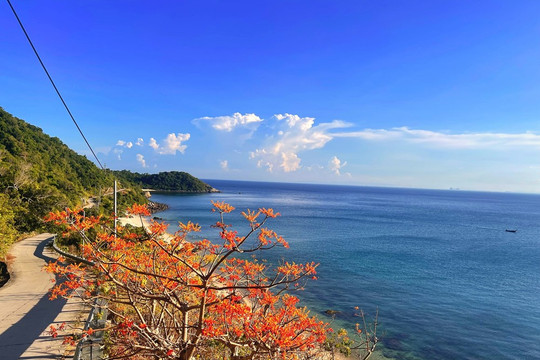 Let's discover Cu Lao Cham - Scarlet Sterculia Blossom Festival 2026