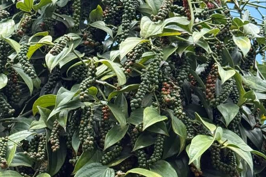 Giá tiêu hôm nay 15/7: Tăng tới 3.000 đồng/kg, nhiều khu vực trở lại mốc 140.000 đồng