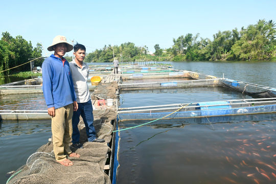 Sắp xếp lại nghề nuôi cá trong lồng bè