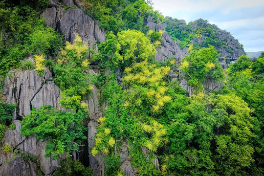 Hạ Long mùa hoa phất dụ núi