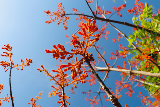 Rực rỡ mùa hoa ngô đồng Cù Lao Chàm